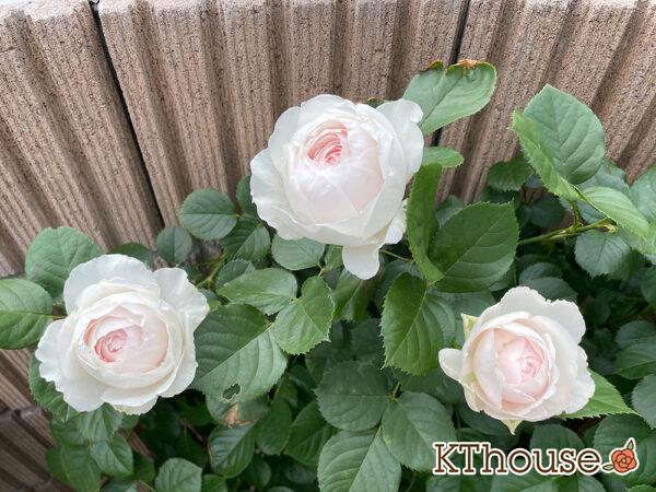 シュラブローズ・バラ「クリスティアーナ(christiana)」2024/5/12