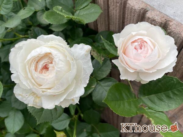 シュラブローズ・バラ「クリスティアーナ(christiana)」2024/5/12