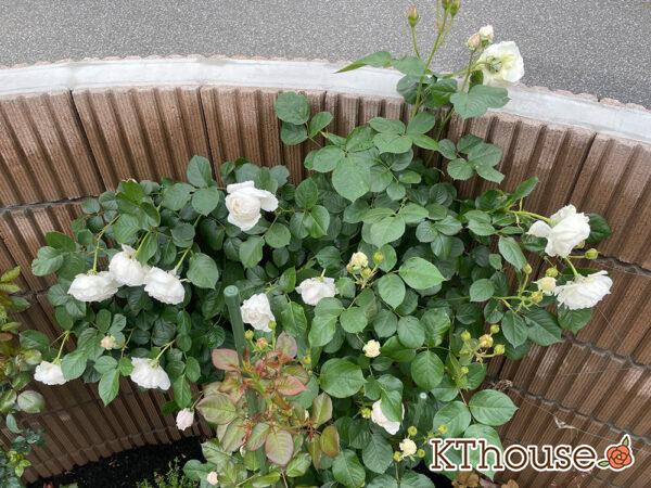 シュラブローズ・バラ「クリスティアーナ(christiana)」2024/5/14