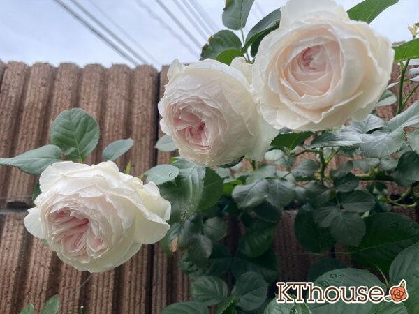 シュラブローズ・バラ「クリスティアーナ(christiana)」2024/5/14