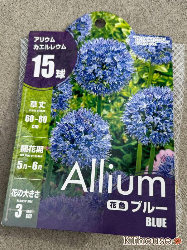 アリウム球根 カエルレウム ブルー 15球 2025/11/5