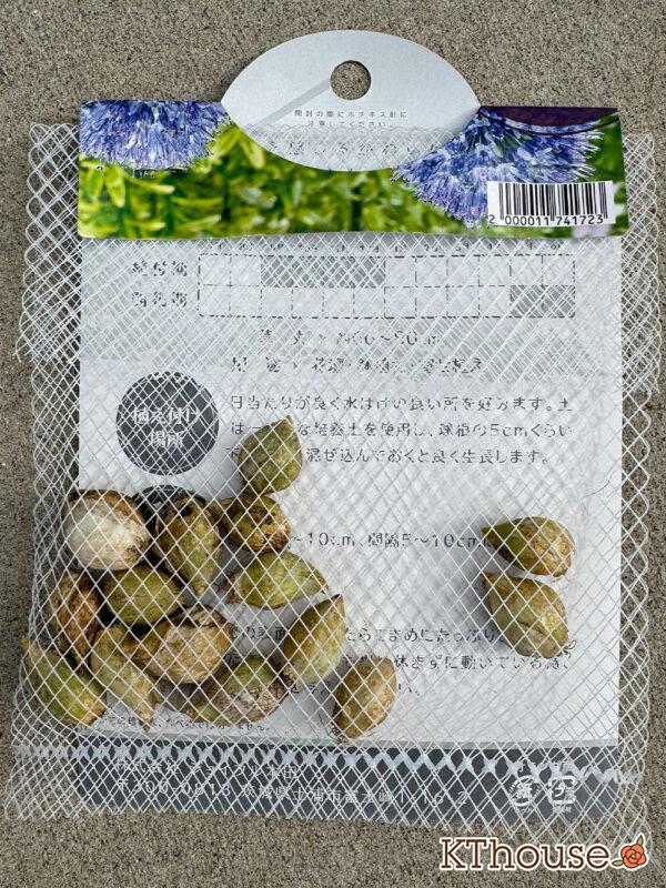 アリウム球根 カエルレウム ブルー 15球 2025/11/5