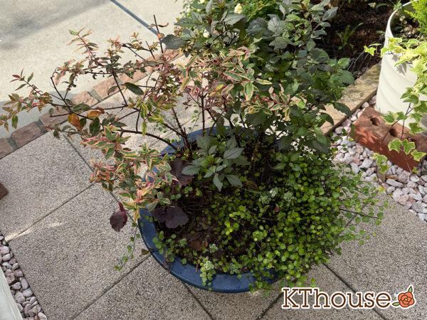 【寄せ植え】ダリア・ヒペリカム トリカラー・ヒューケラ・ワイヤープランツ・ヘンリーツタ ベロニカ 2025/11/5