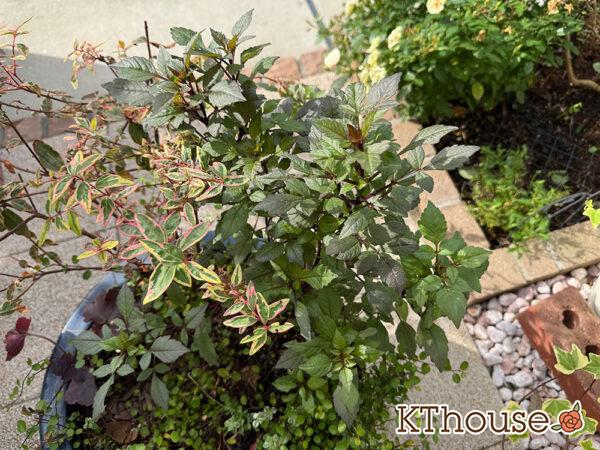 ダリア ブロンズメロディー エタニティー 2025/11/5