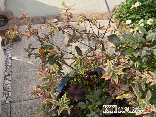 ヒペリカム トリカラー 2025/11/5