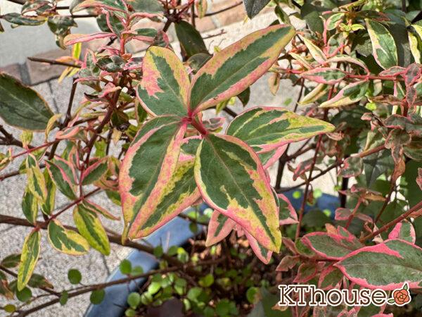 ヒペリカム トリカラー 2025/11/5