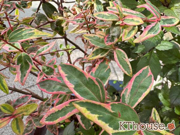 ヒペリカム トリカラー 2025/11/5