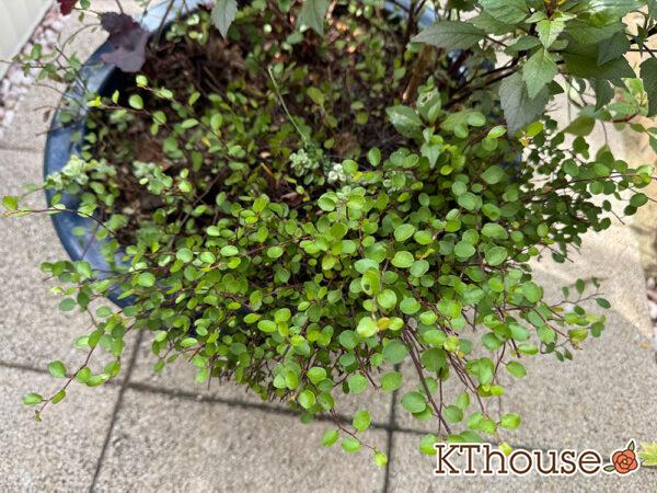 ワイヤープランツ 2025/11/5