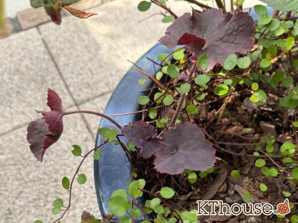 jardin（ハルディン）ヒューケラ ブラックフォレストケーキ 2025/11/5