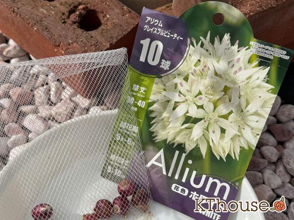 アリウム球根 グレイスフルビューティー ホワイト 10球 2025/11/5