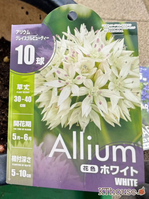 アリウム球根 グレイスフルビューティー ホワイト 10球 2025/11/5
