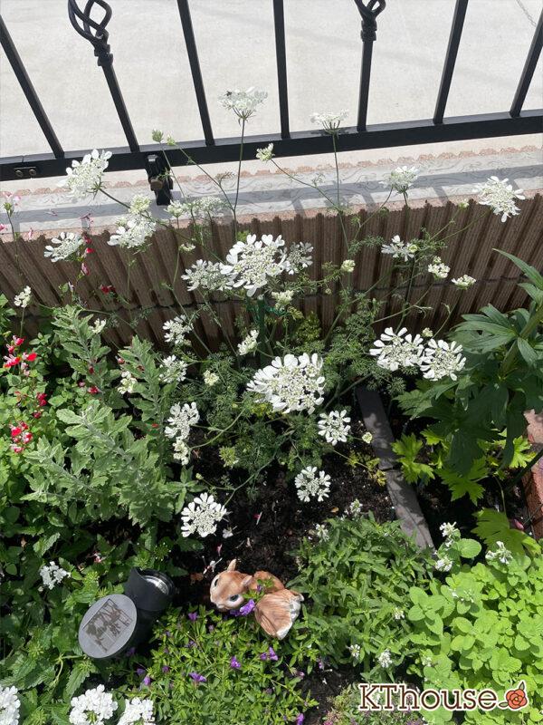 オルレア・オルラヤ（ホワイトレースフラワー）（Orlaya grandiflora 'Pieris White'）2024/5/14