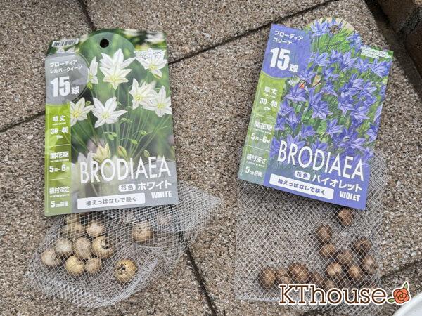 ブローディア球根 コリーナ バイオレット 15球&シルバークイーン ホワイト 15球