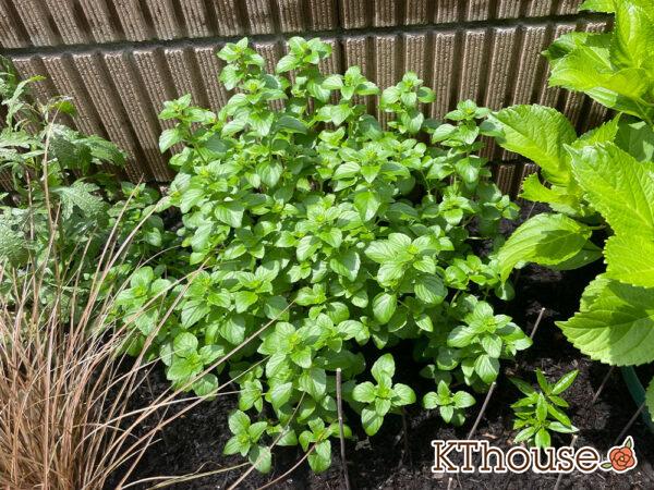 カラミンサ・ネペタ 2024/5/14