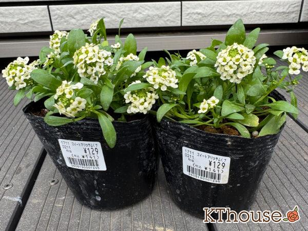 スイートアリッサム クリーム色 2025/11/6