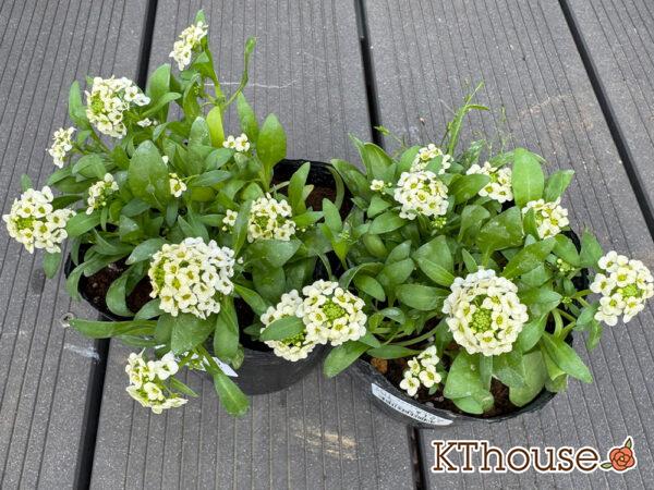 スイートアリッサム クリーム色 2025/11/6