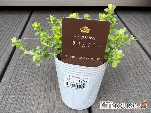 ヘリクリサム ライムミニ 2025/11/6