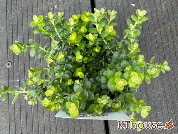 ヘリクリサム ライムミニ 2025/11/6