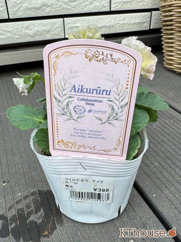 フリルビオラ アイクルール 2025/11/6