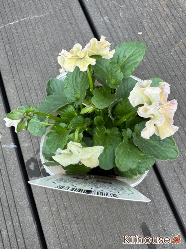 フリルビオラ アイクルール 2025/11/6