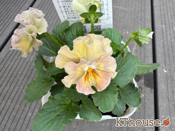 フリルビオラ アイクルール 2025/11/6