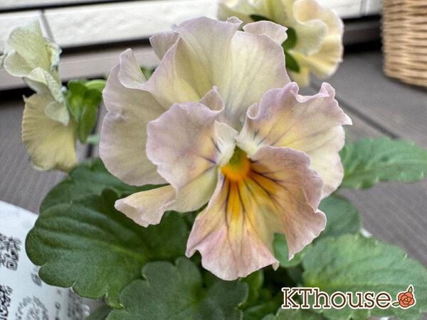 フリルビオラ アイクルール 2025/11/6