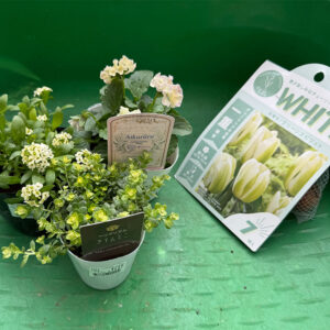 チューリップ グリーンスピリット(球根)・ビオラ アイクルール・スイートアリッサム・ヘリクリサム ライムミニ