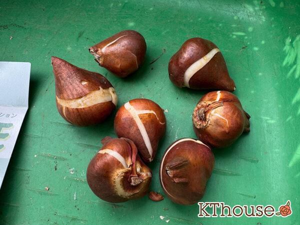 チューリップ グリーンスピリット 7球 2025/11/6