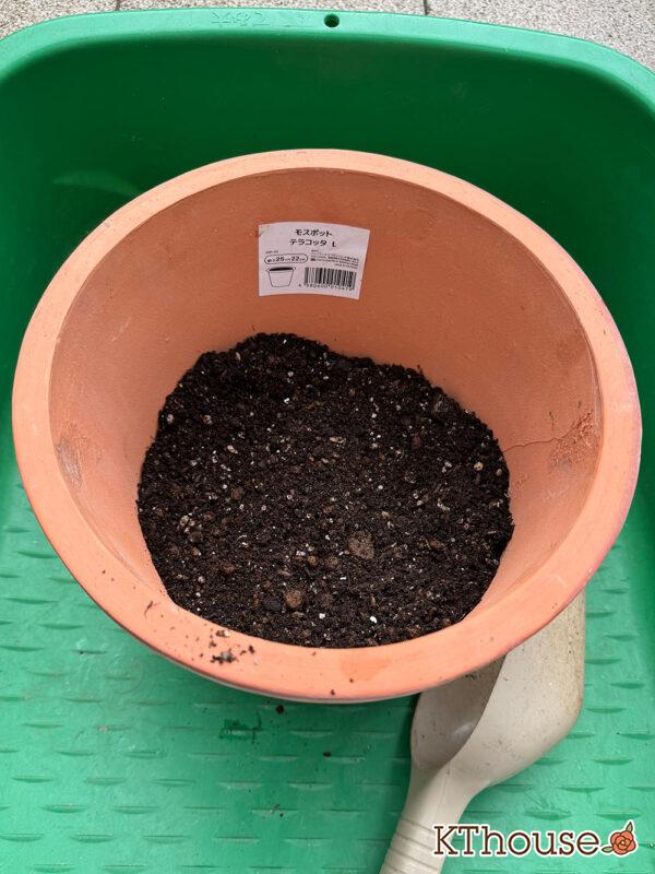 寄せ植え（ダブルデッカー）チューリップ グリーンスピリット・ビオラ アイクルール・スイートアリッサム・ヘリクリサム ライムミニ 2025/11/6