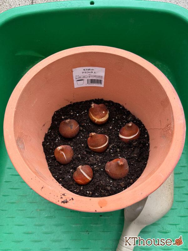 チューリップ グリーンスピリット（球根・7球）2025/11/6