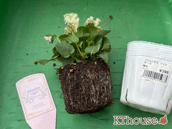 フリルビオラ アイクルール 2025/11/6