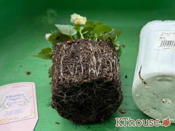 フリルビオラ アイクルール 2025/11/6