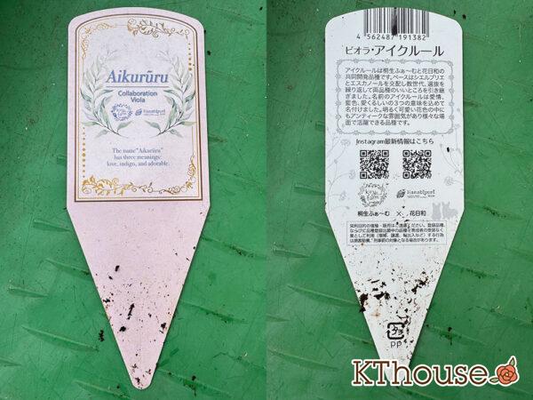 フリルビオラ アイクルール 2025/11/6