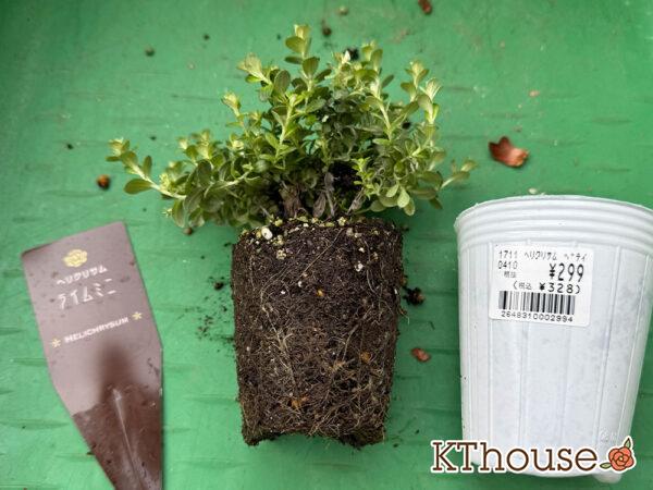 ヘリクリサム ライムミニ 2025/11/6