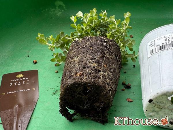 ヘリクリサム ライムミニ 2025/11/6