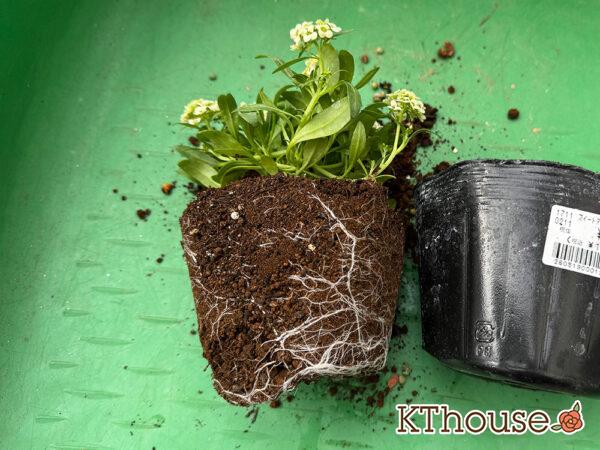 スイートアリッサム クリーム色 2025/11/6