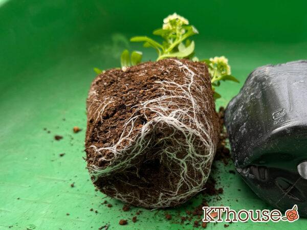 スイートアリッサム クリーム色 2025/11/6