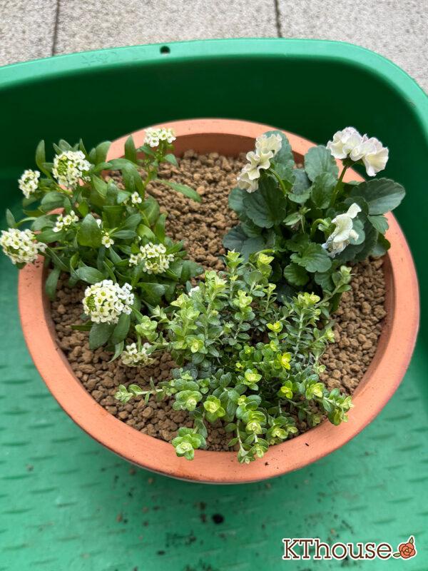 寄せ植え（ダブルデッカー）チューリップ グリーンスピリット・ビオラ アイクルール・スイートアリッサム・ヘリクリサム ライムミニ 2025/11/6