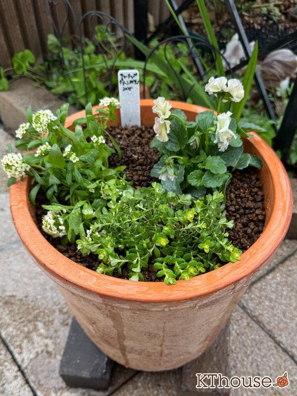 寄せ植え（ダブルデッカー）チューリップ グリーンスピリット・ビオラ アイクルール・スイートアリッサム・ヘリクリサム ライムミニ 2025/11/6