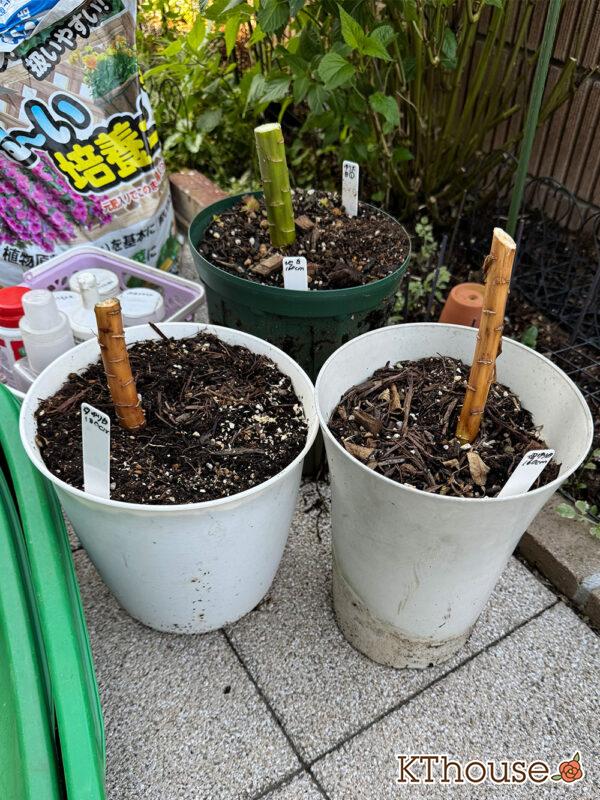 百合ゆり ユリ リリー 鉢植え 白 2025/11/8