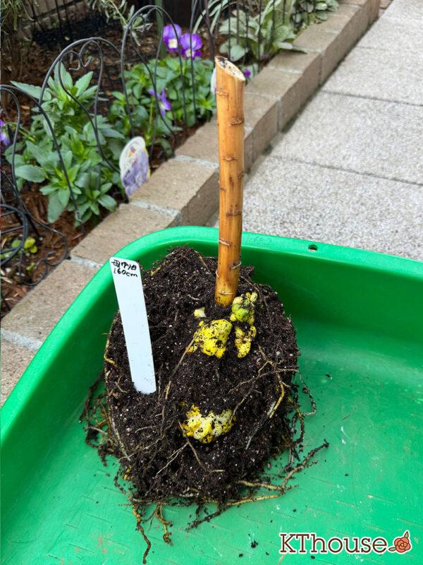 百合ゆり ユリ リリー 鉢植え 白 2025/11/8