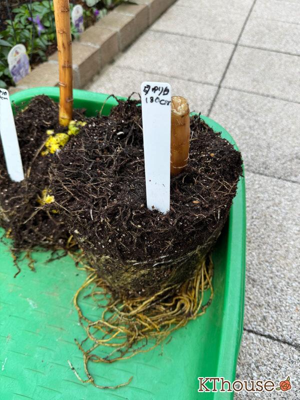 百合ゆり ユリ リリー 鉢植え 白 2025/11/8