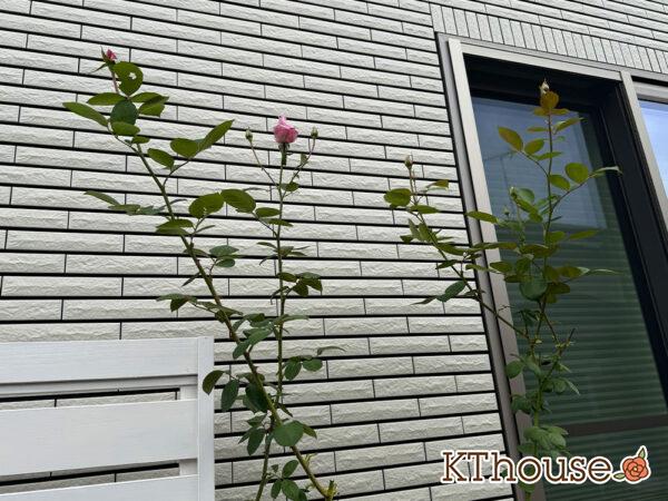 バラ・ブルームーン(rose blue moon) 2024/11/11