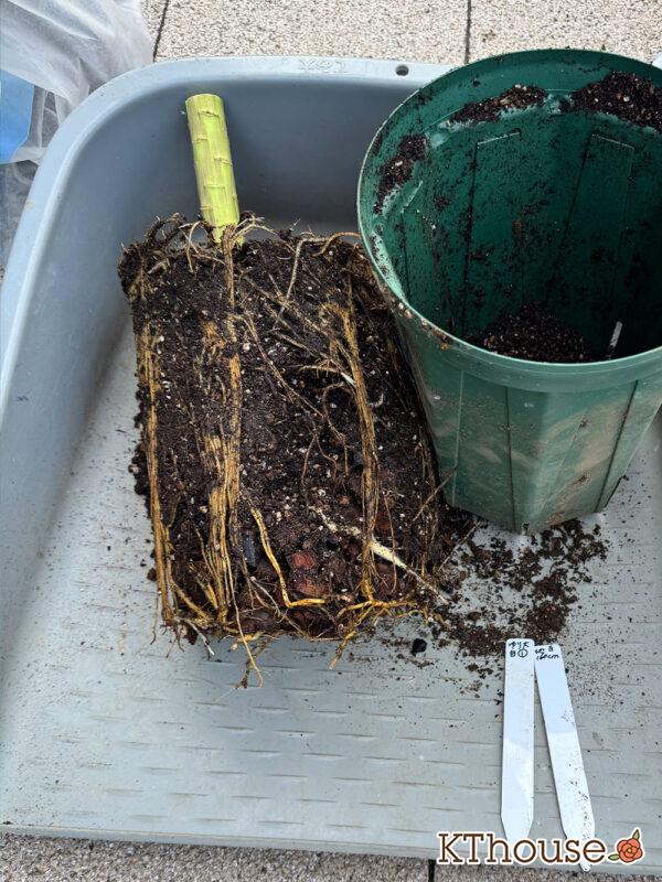 百合ゆり ユリ リリー 鉢植え 白 2025/11/8