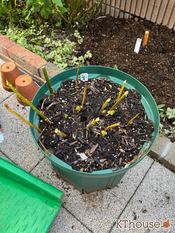 百合ゆり ユリ リリー 鉢植え ピンク 2025/11/8