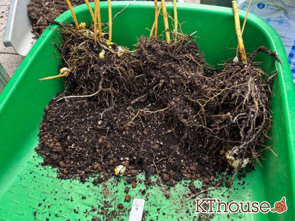 百合ゆり ユリ リリー 鉢植え ピンク 2025/11/8