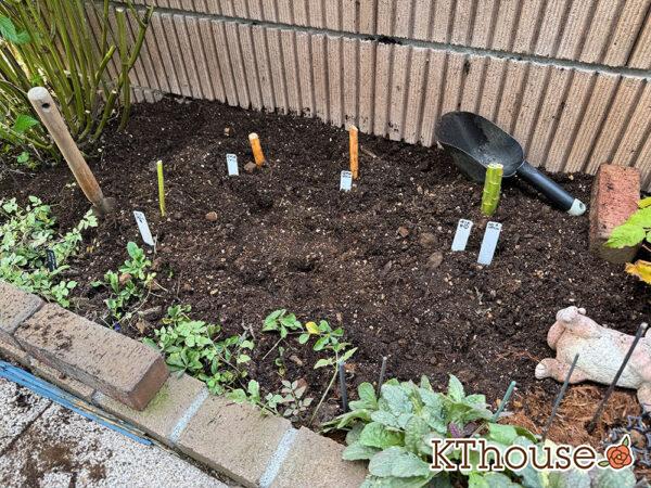 ユリ 植えた場所・花壇 2025/11/8