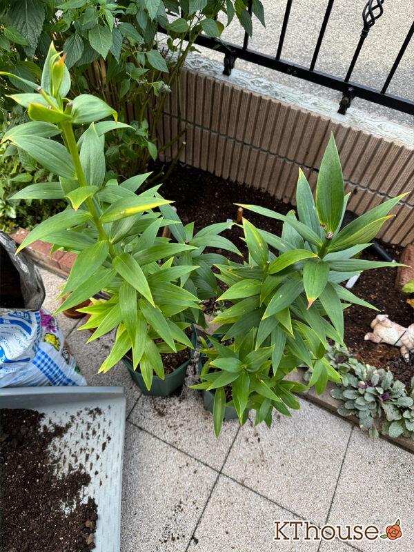 百合ゆり ユリ リリー 鉢植え ピンク 2025/11/8