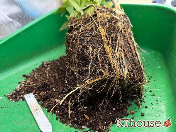 百合ゆり ユリ リリー 鉢植え ピンク 2025/11/8