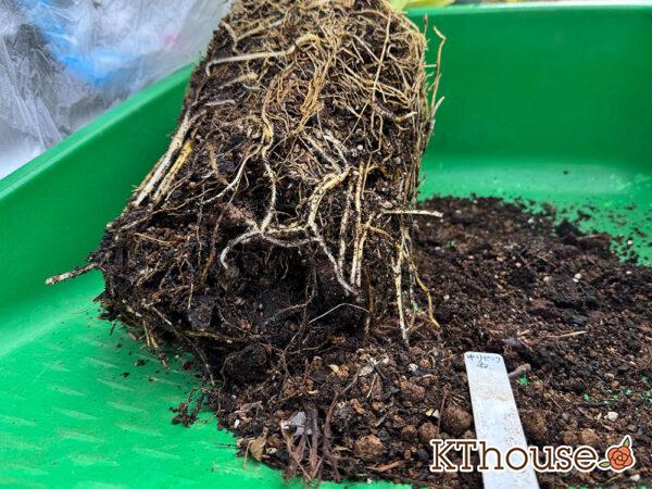 百合ゆり ユリ リリー 鉢植え ピンク 2025/11/8